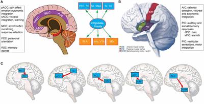 Hierarchical predictive coding in distributed pain circuits